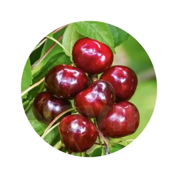 Черешня "Василіса" (темно-червона м’якоть, ранньо-середній термін дозрівання)