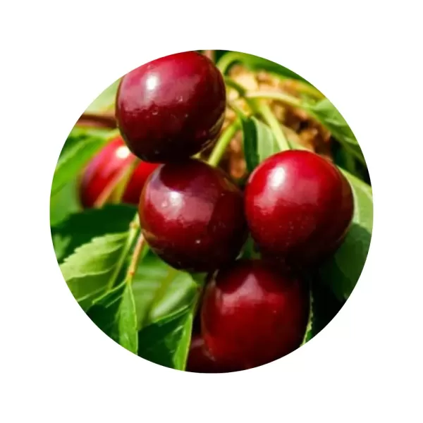 Черешня "Ярославна" (темно-червона м’якоть, середній термін дозрівання)