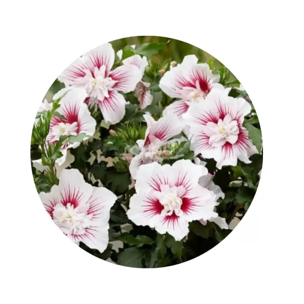 Гібіскус сирійський "Чайна Шифон" (Hibiscus syriacus 'China Chiffon') (напівмахрові біло-кремові квіти з яскраво-червоним центром)