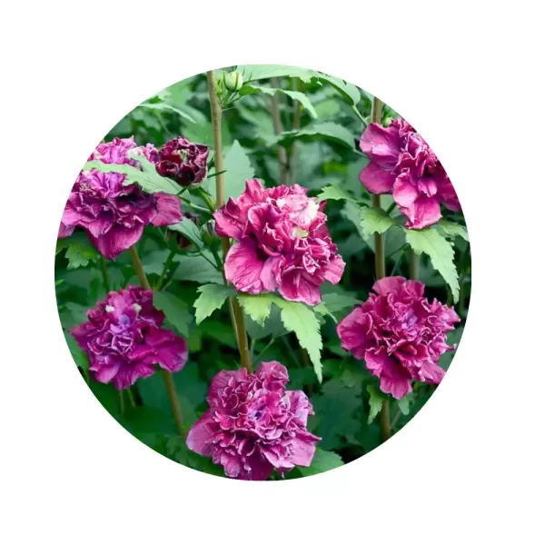 Гібіскус сирійський "Френч Кабаре Ред" (Hibiscus syriacus 'French Cabaret Red') (густомахрові темно-червоні помпонні квіти)