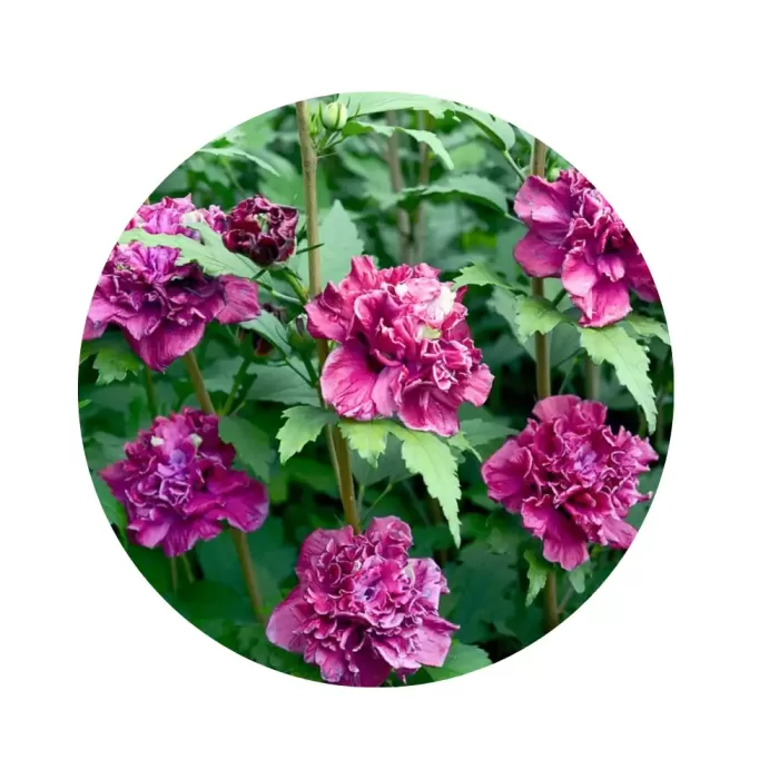 Гібіскус сирійський "Френч Кабаре Ред" (Hibiscus syriacus 'French Cabaret Red') (густомахрові темно-червоні помпонні квіти)