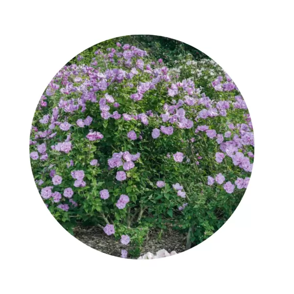 Гібіскус сирійський "Лавендер Шифон" (Hibiscus syriacus 'Lavender Chiffon') (напівмахрові лавандово-бузкові квіти з бордовим центром)
