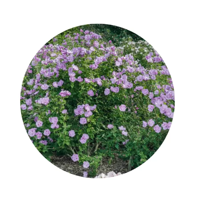 Гібіскус сирійський "Лавендер Шифон" (Hibiscus syriacus 'Lavender Chiffon') (напівмахрові лавандово-бузкові квіти з бордовим центром)