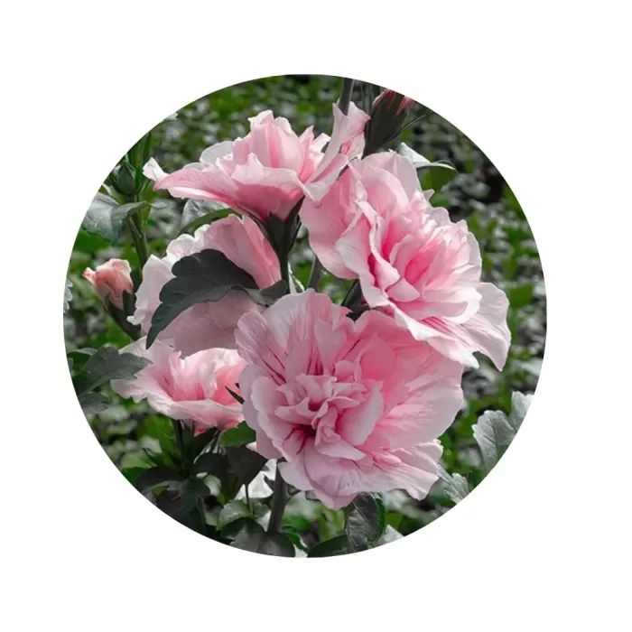 Гібіскус сирійський "Пінк Шифон" (Hibiscus syriacus 'Pink Chiffon') (напівмахрові ніжно-рожеві квіти з червоними променями)