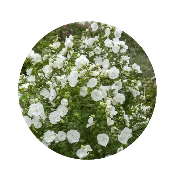 Гібіскус сирійський "Вайт Шифон" (Hibiscus syriacus 'White Chiffon') (великі напівмахрові білосніжні квіти)
