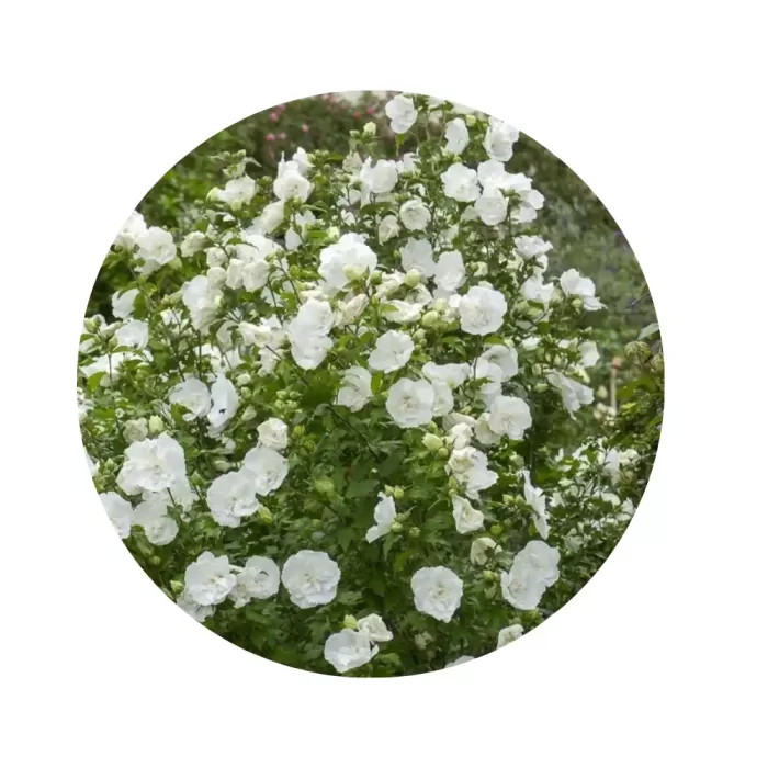 Гібіскус сирійський "Вайт Шифон" (Hibiscus syriacus 'White Chiffon') (великі напівмахрові білосніжні квіти)