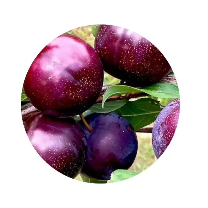 Нектакотум "Шарафуга" (Sharafuga / Peacotum) (солодкий десертний, фіолетово-пурпуровий, морозостійкий, середньопізній, середньорослий гібрид)