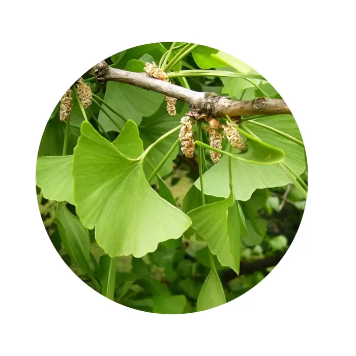 Гінкго білоба (Ginkgo biloba)