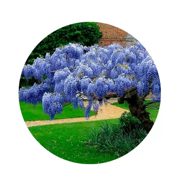Гліцинія «Blue Moon» (Wisteria macrostachya ‘Blue Moon’)