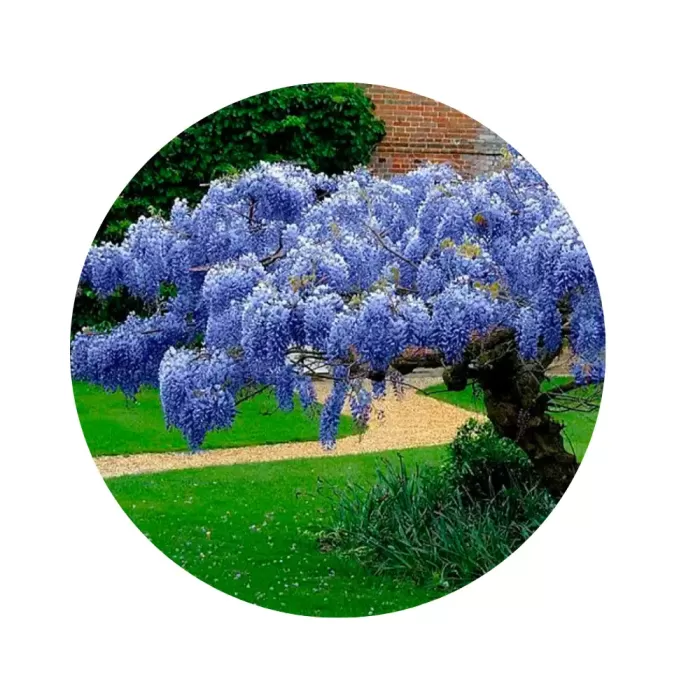 Гліцинія «Blue Moon» (Wisteria macrostachya ‘Blue Moon’)