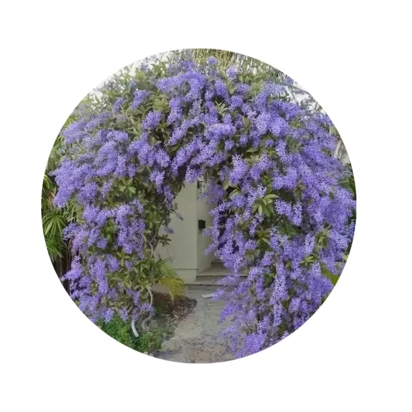 Гліцинія фіолетова «Caroline» (Wisteria ‘Caroline’)
