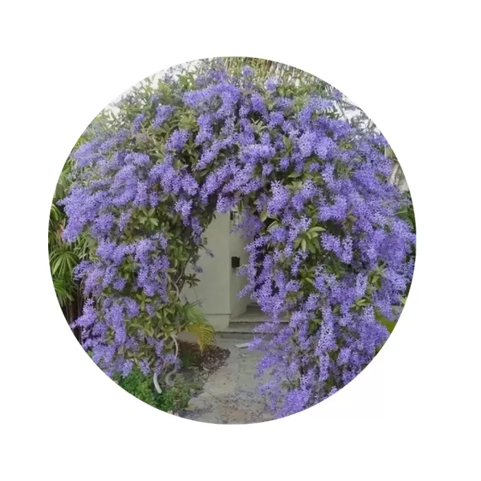 Гліцинія фіолетова «Caroline» (Wisteria ‘Caroline’)