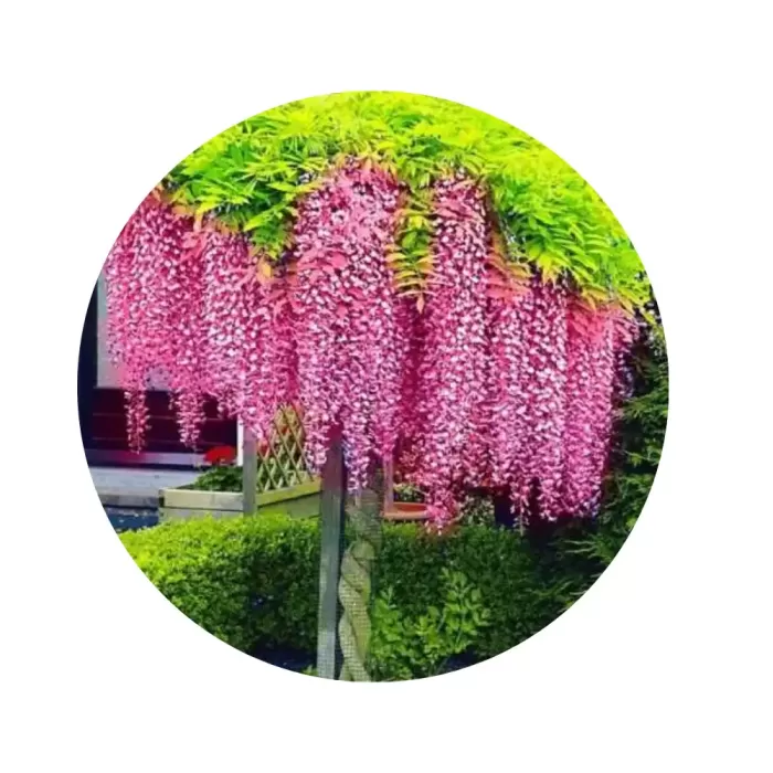 Гліцинія рожева «Rosea» (Wisteria floribunda ‘Rosea’)