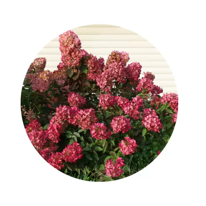 Гортензія волотиста "Діамант Руж" (Hydrangea paniculata 'Diamant Rouge') (рубіново-червоний відтінок суцвіть)