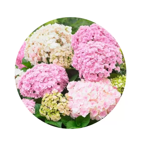Гортензія крупнолиста "Доппіо Нувола" (Hydrangea macrophylla 'Doppio Nuvola') (квіти-хамелеони з переливом від фісташкового до рожевого)