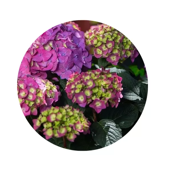 Гортензія крупнолиста "Ендлес Саммер" (Hydrangea macrophylla 'Endless Summer') (ремонтантне цвітіння, ніжні блакитно-рожеві суцвіття)