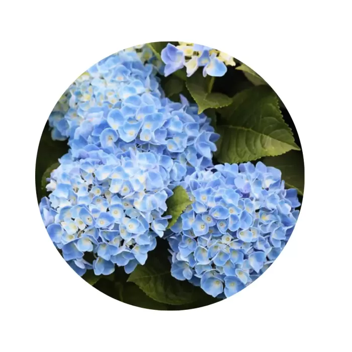 Гортензія крупнолиста "Фаболо Блу" (Hydrangea macrophylla 'Fabolo Blue') (сині та фіолетові суцвіття)