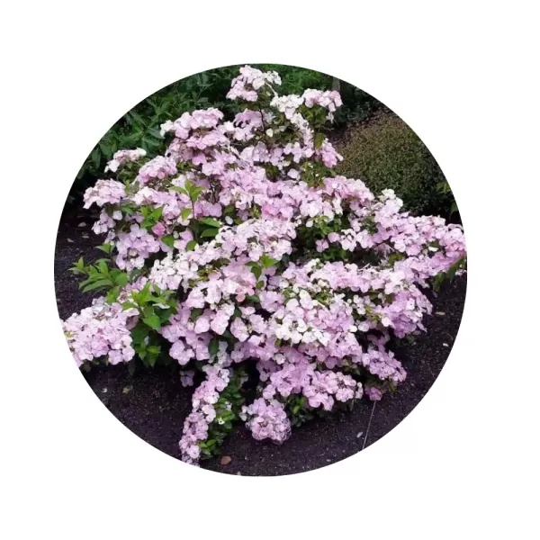 Гортензія гібридна ампельна "Френч Болеро" (Hydrangea 'French Bolero') (блакитно-рожеві каскадні суцвіття)