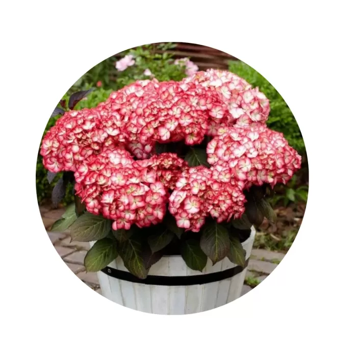 Гортензія крупнолиста "Графіня Козель" (Hydrangea macrophylla 'Gräfin Cosel') (біло-рожеві квіти з виразною малиновою каймою)