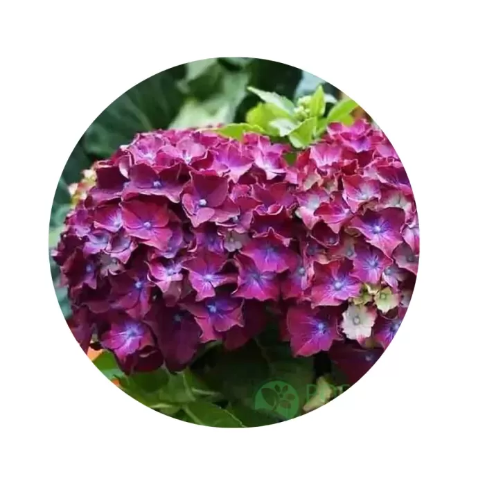 Гортензія крупнолиста "Хот Ред Перпл" (Hydrangea macrophylla 'Hot Red Purple') (пурпурово-фіолетові суцвіття)