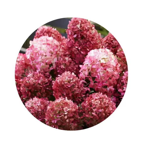 Гортензія волотиста "Літл Розі" (Hydrangea paniculata 'Little Rosy') (карликовий сорт із насичено-рожевими волотями)