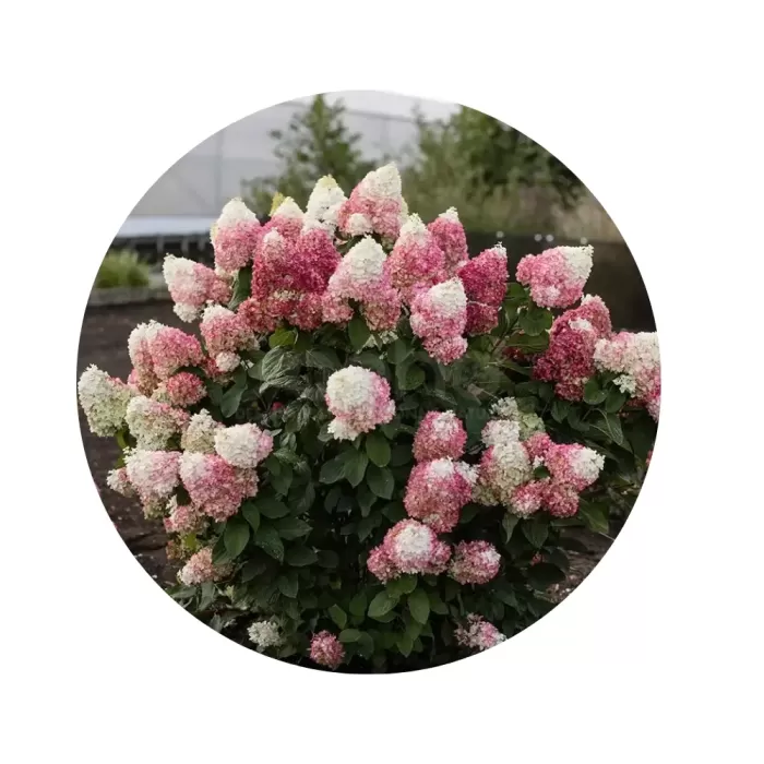Гортензія волотиста "Лівінг Колорфул Коктейль" (Hydrangea paniculata 'Living Colourful Cocktail') (зміна кольору від вершкового до ніжно-рожевого)