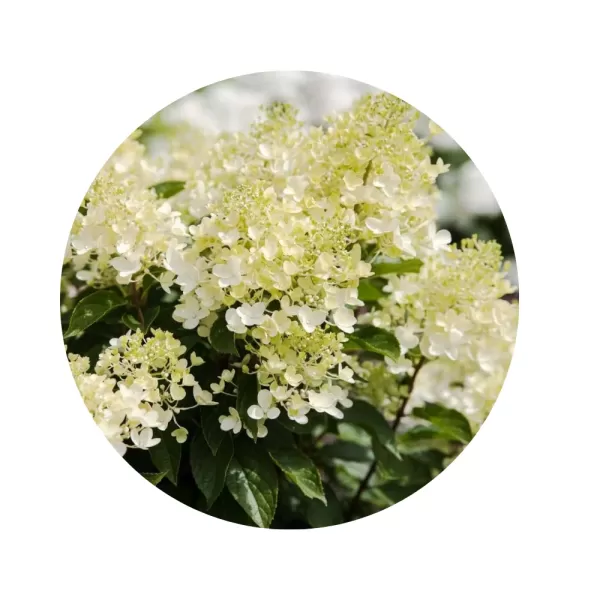Гортензія волотиста "Лівінг Мілк енд Хані" (Hydrangea paniculata 'Living Milk and Honey') (ніжні кремово-молочні волоті з легким медовим відтінком)