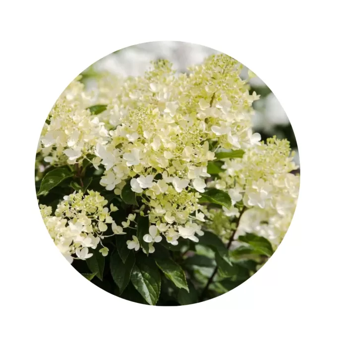 Гортензія волотиста "Лівінг Мілк енд Хані" (Hydrangea paniculata 'Living Milk and Honey') (ніжні кремово-молочні волоті з легким медовим відтінком)