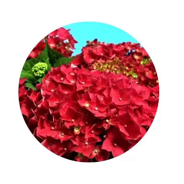 Гортензія крупнолиста "Лойхтфоєр" (Hydrangea macrophylla 'Leuchtfeuer') (яскраво-рубінові кулясті суцвіття)