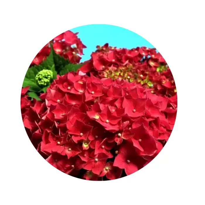 Гортензія крупнолиста "Лойхтфоєр" (Hydrangea macrophylla 'Leuchtfeuer') (яскраво-рубінові кулясті суцвіття)