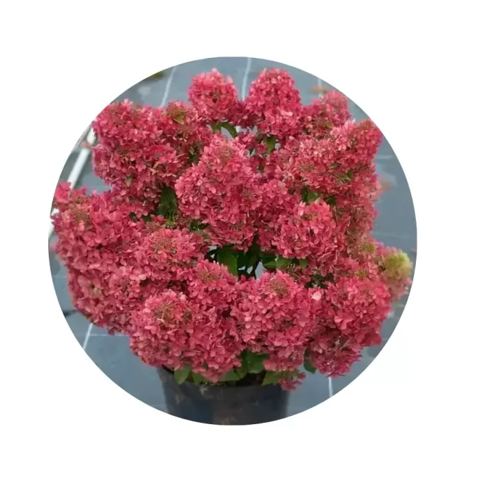 Гортензія волотиста "Петит Стар" (Hydrangea paniculata 'Petite Star') (швидка зміна відтінку від лаймового до яскраво-малинового)