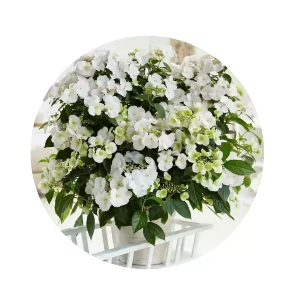 Гортензія гібридна ампельна "Ранавей Брайд" (Hydrangea 'Runaway Bride') (білосніжні мереживні квіти)