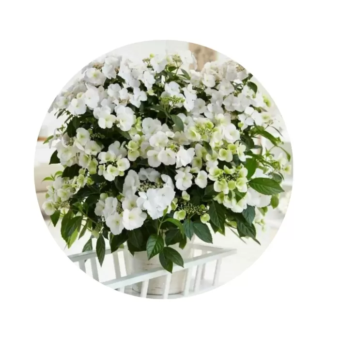Гортензія гібридна ампельна "Ранавей Брайд" (Hydrangea 'Runaway Bride') (білосніжні мереживні квіти)