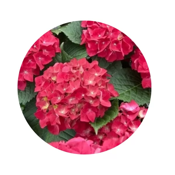 Гортензія крупнолиста "Спіді Ред Імпрувд" (Hydrangea macrophylla 'Speedy Red Improved') (насичено-червоні щільні суцвіття)