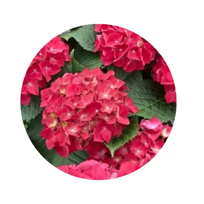 Гортензія крупнолиста "Спіді Ред Імпрувд" (Hydrangea macrophylla 'Speedy Red Improved') (насичено-червоні щільні суцвіття)