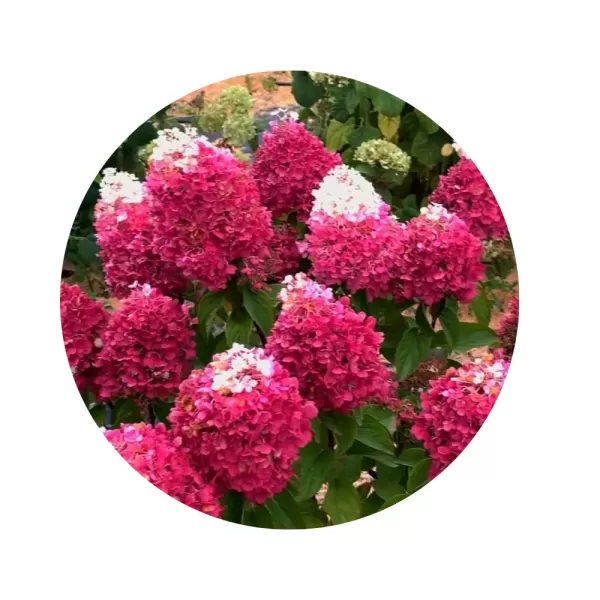 Гортензія волотиста "Стробері Блоссом" (Hydrangea paniculata 'Strawberry Blossom') (великі суцвіття з білою верхівкою та яскраво-рожевою основою)