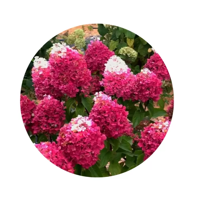 Гортензія волотиста "Стробері Блоссом" (Hydrangea paniculata 'Strawberry Blossom') (великі суцвіття з білою верхівкою та яскраво-рожевою основою)