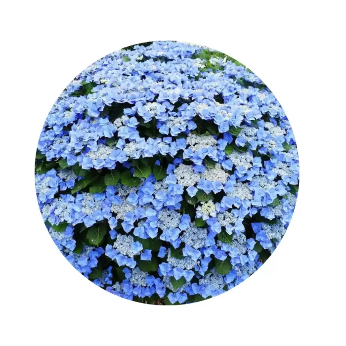 Гортензія крупнолиста "Теллер Блу" (Hydrangea macrophylla 'Teller Blue') (блакитні суцвіття)