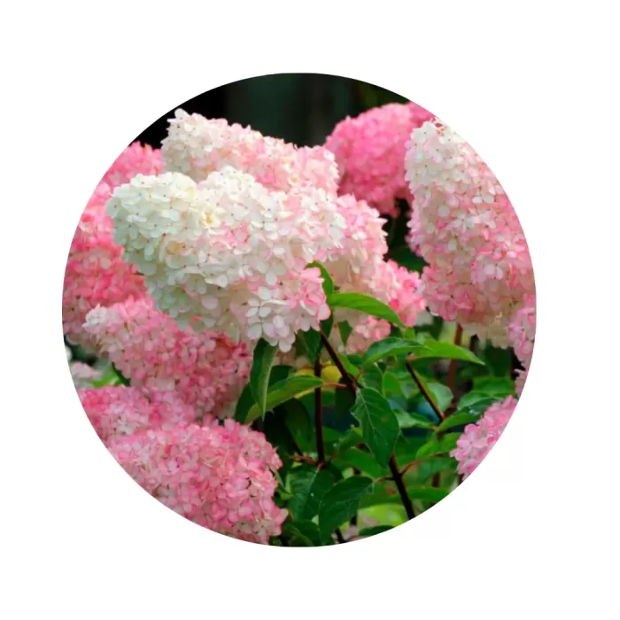 Гортензія волотиста "Ваніль Фрейз" (Hydrangea paniculata 'Vanille Fraise') (суцвіття з переходом від білосніжного до полунично-малинового)