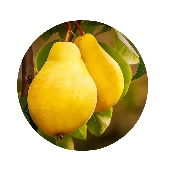 Груша "Лимонка" (Limonka) (кисло-солодка м’якоть, ранньолітній невибагливий сорт) Груша "Лимонка" (Limonka) (кисло-солодка м’якоть, ранньолітній невибагливий сорт)