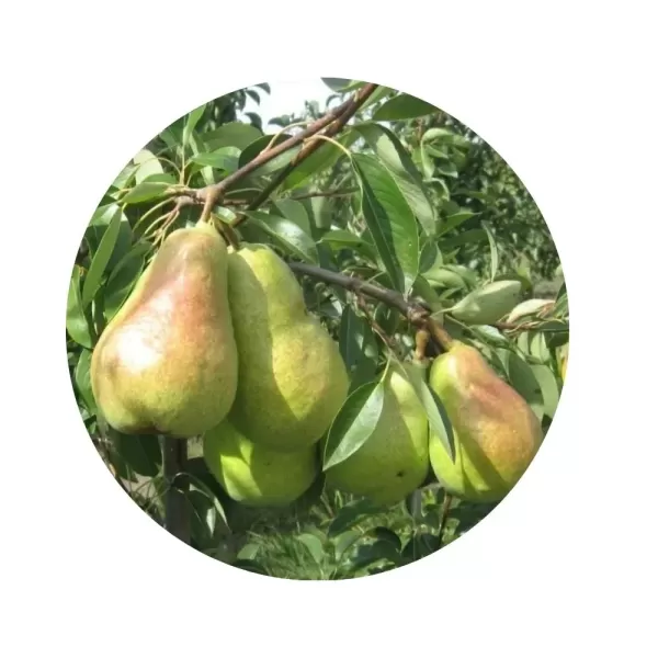 Груша "Аббат Фетель" (Abbé Fétel) (кремово-біла м’якоть, осінній сорт)