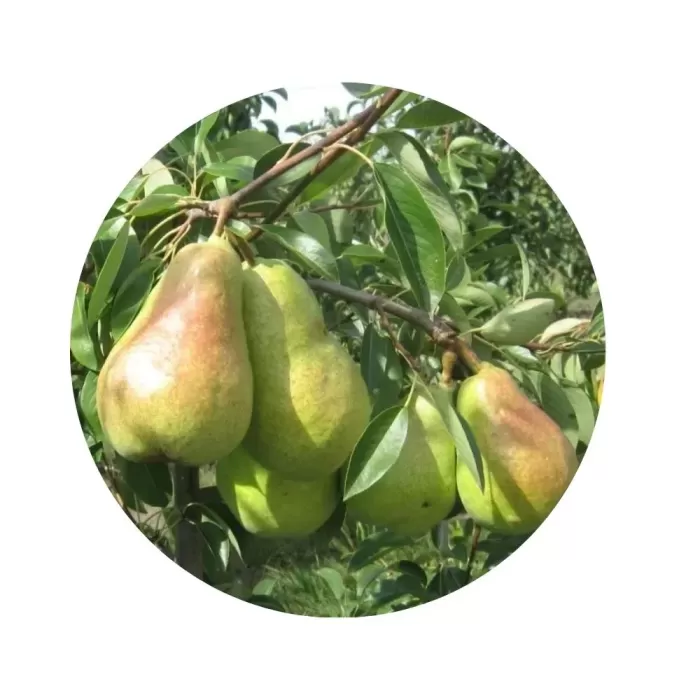 Груша "Аббат Фетель" (Abbé Fétel) (кремово-біла м’якоть, осінній сорт)