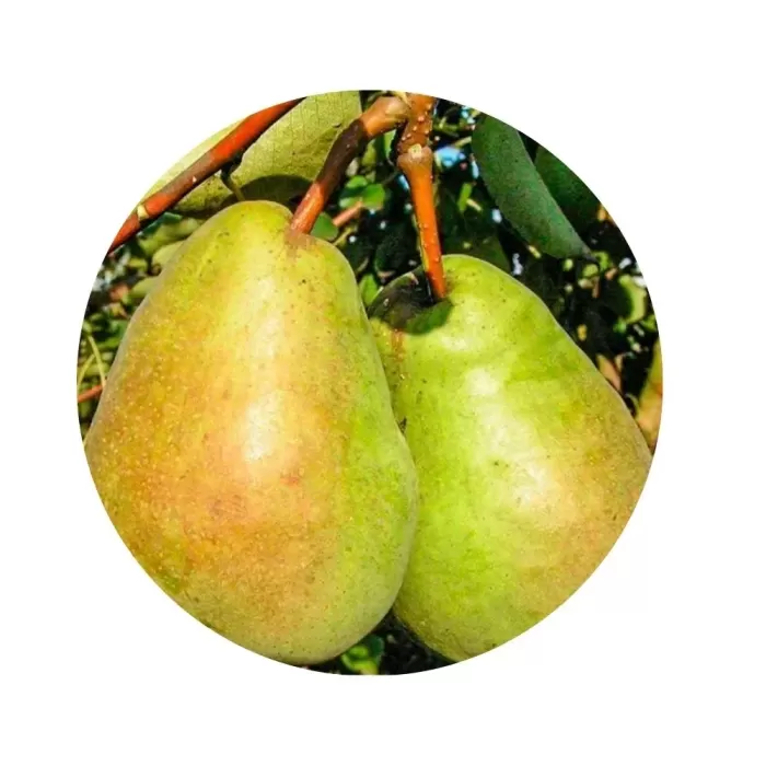 Груша "Бере Арданпон" (Beurré d'Hardenpont / Bere Ardanpon) (біла м’якоть, зимовий сорт)
