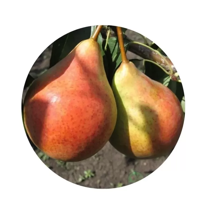 Груша "Бере Жіффар" (Beurré Giffard) (соковита біла м’якоть, літній сорт)