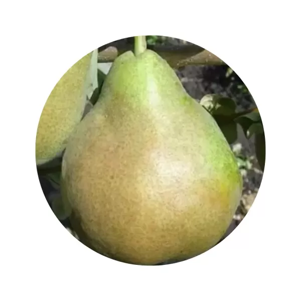 Груша "Говерла" (кремова м’якоть, осінній сорт)