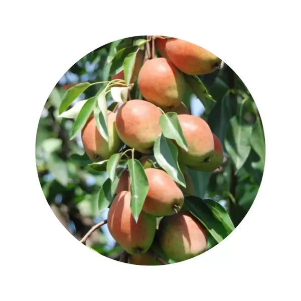 Груша "Киргизька зимова" (кремова м’якоть, зимовий сорт)