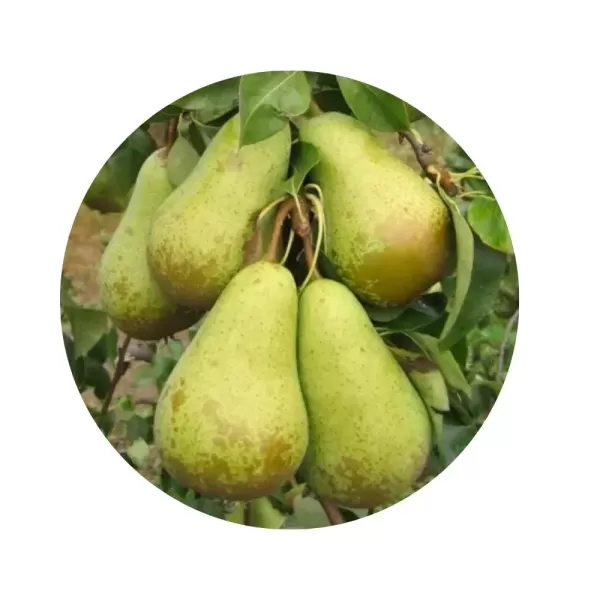 Груша "Кюре" (Curé) (кремово-біла м’якоть, зимовий сорт)