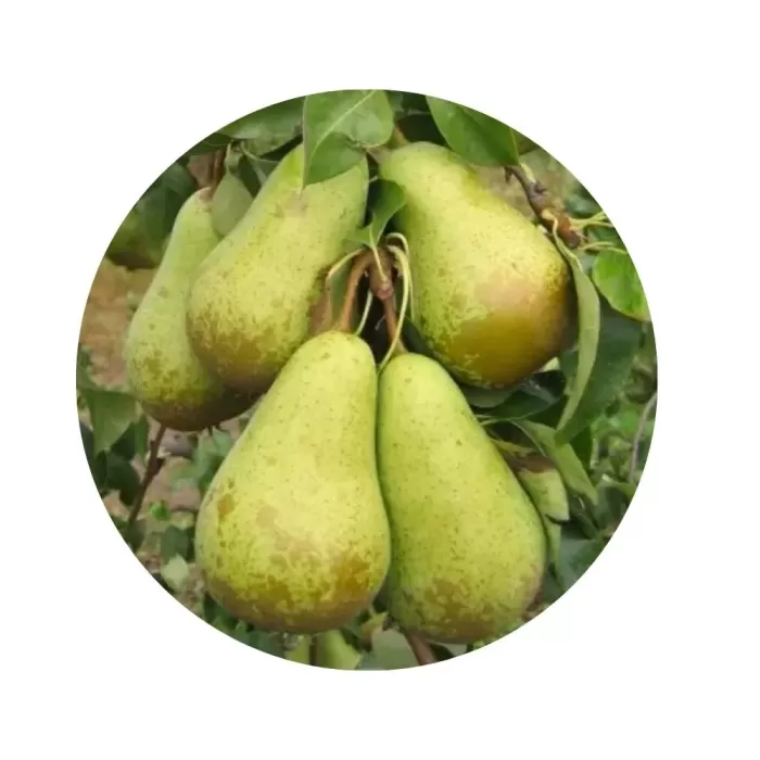 Груша "Кюре" (Curé) (кремово-біла м’якоть, зимовий сорт)