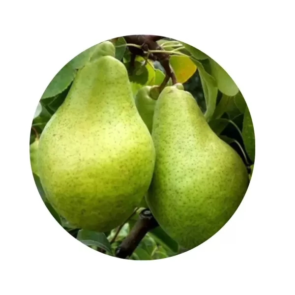 Груша "Ноябрська" (біла м’якоть, пізньо-осінній сорт)