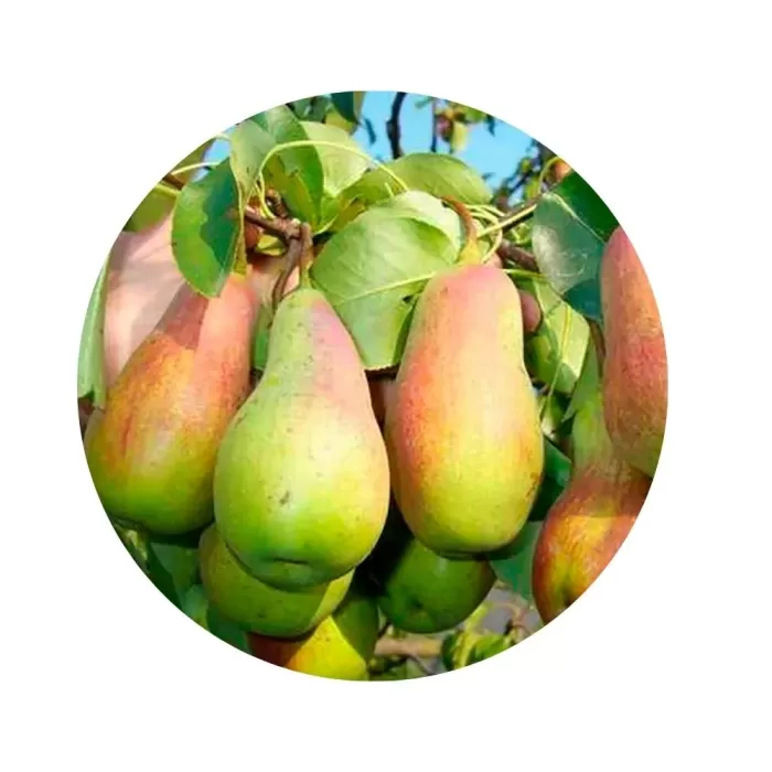 Груша "Парижанка" (Parisienne) (біла м’якоть, зимовий сорт)